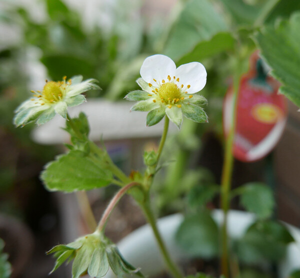 気付いたら花びら2枚になってしまいました。。 もう膨らみ始めています。