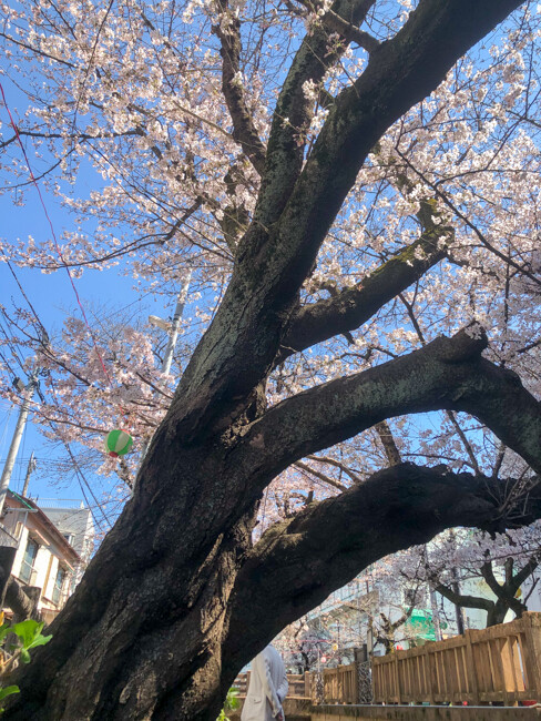 宿河原の桜